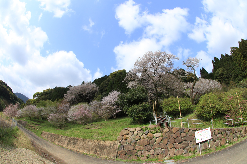 　明星桜　２