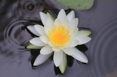 　小雨の中の睡蓮