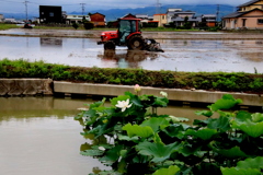 れんこん堀