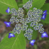  紫陽花　１
