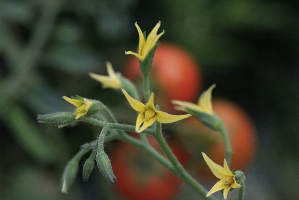 　ミニトマトの花