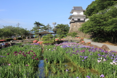  花菖蒲まつり　大村公園
