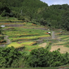 　棚田