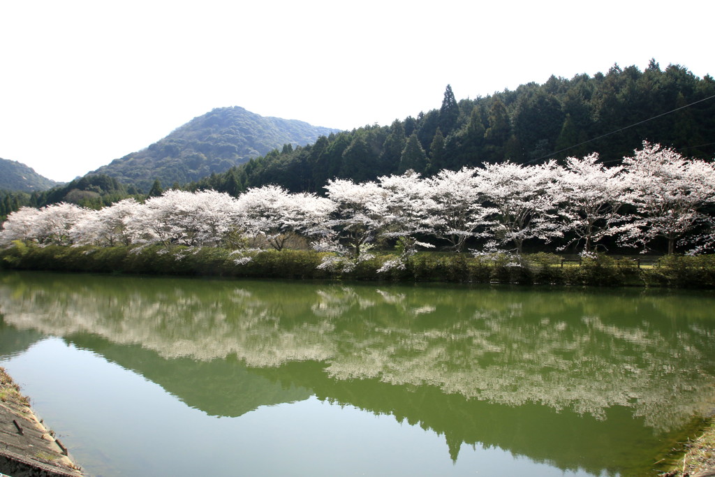 　桜　映り込み