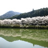 　桜　映り込み