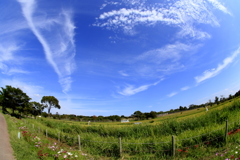 秋の吉野ヶ里公園