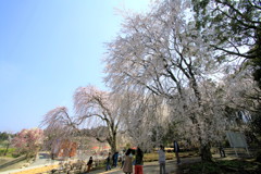  晴天の枝垂れ桜　４