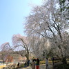  晴天の枝垂れ桜　４