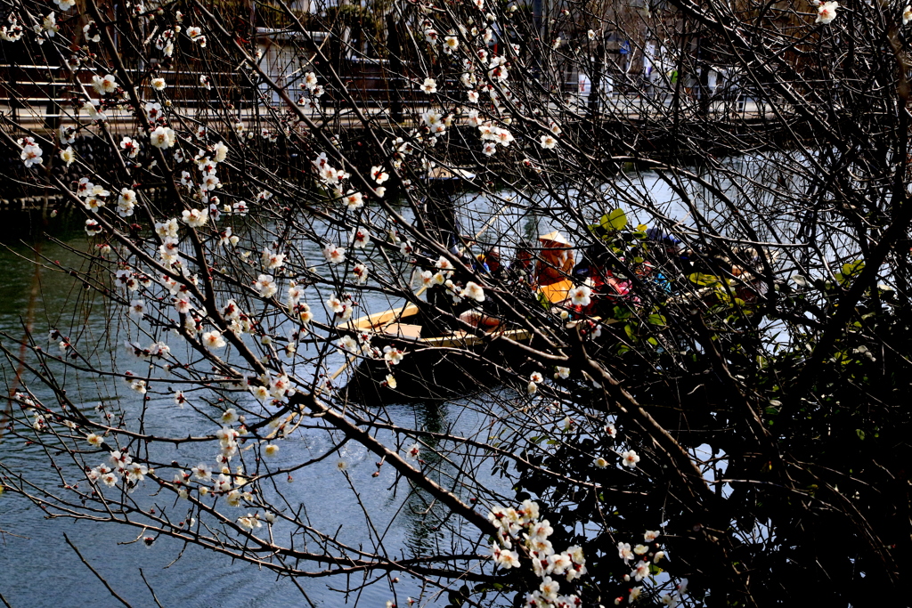 　梅の花と川下り　Ⅵ