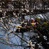 　梅の花と川下り　Ⅵ