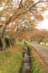 秋の散歩道