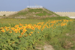 　遅咲きひまわり
