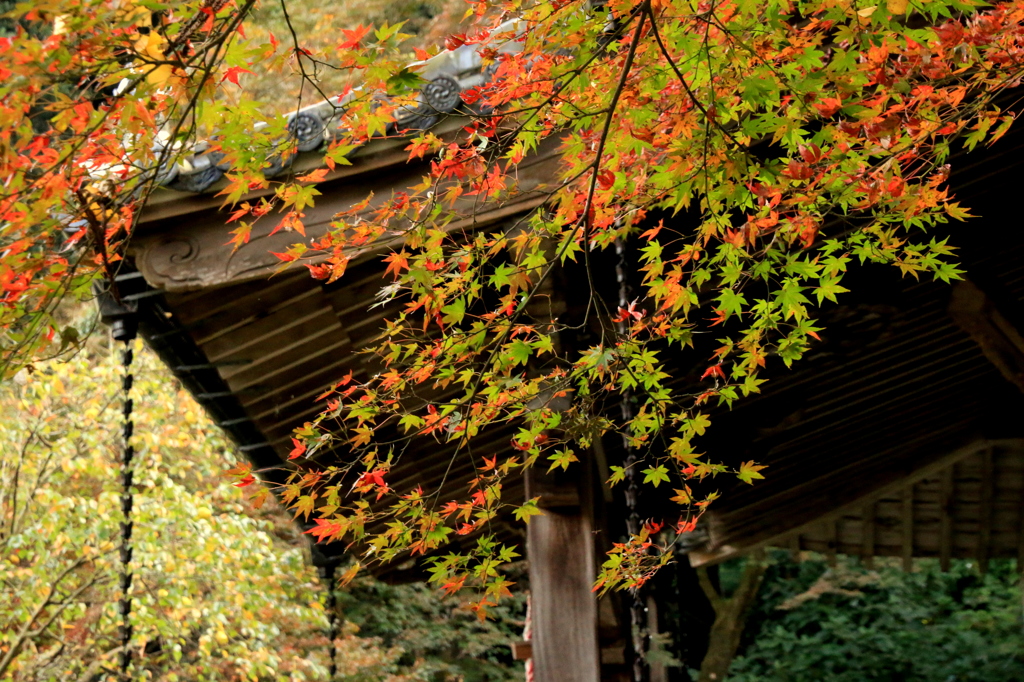 永勝寺のもみじ