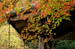 永勝寺のもみじ
