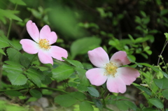 　岳間の花　１