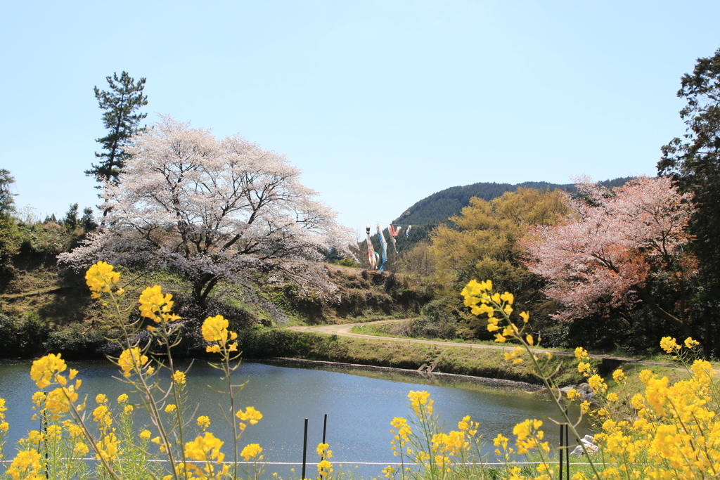  ジラカンス桜