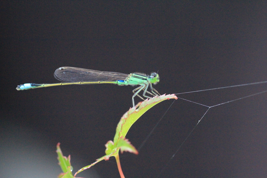 　早朝のとんぼ　１