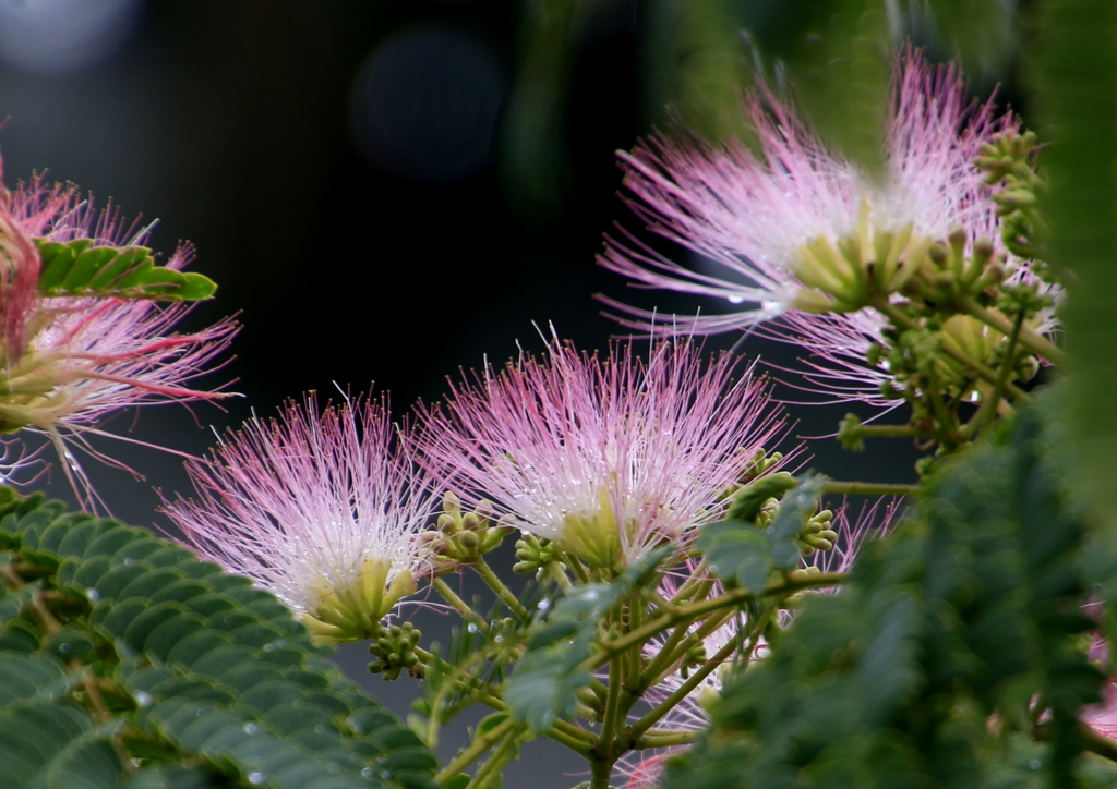  雨上りのねむの花
