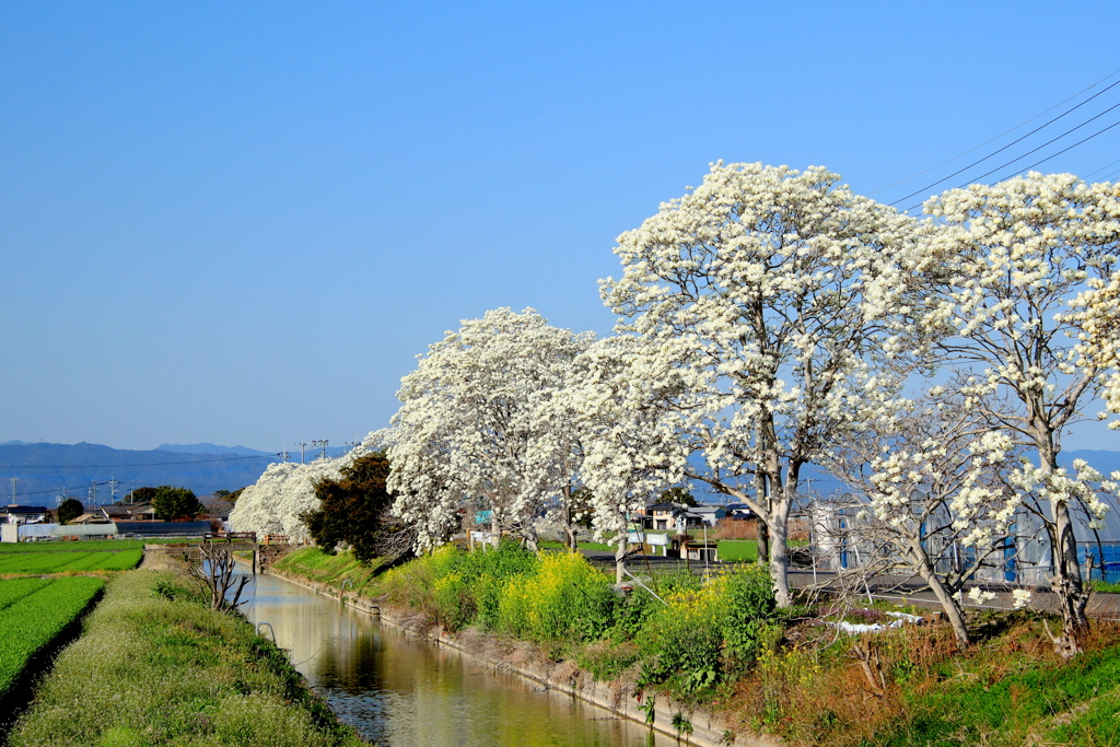 木蓮の花