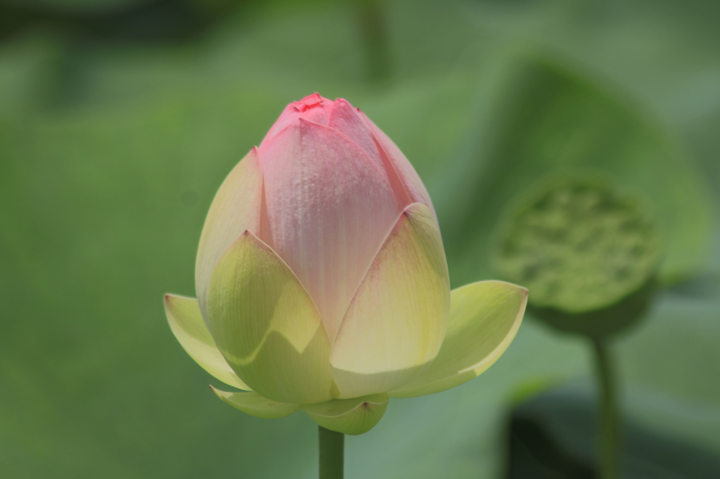 白石ゆうあい館　蓮の花