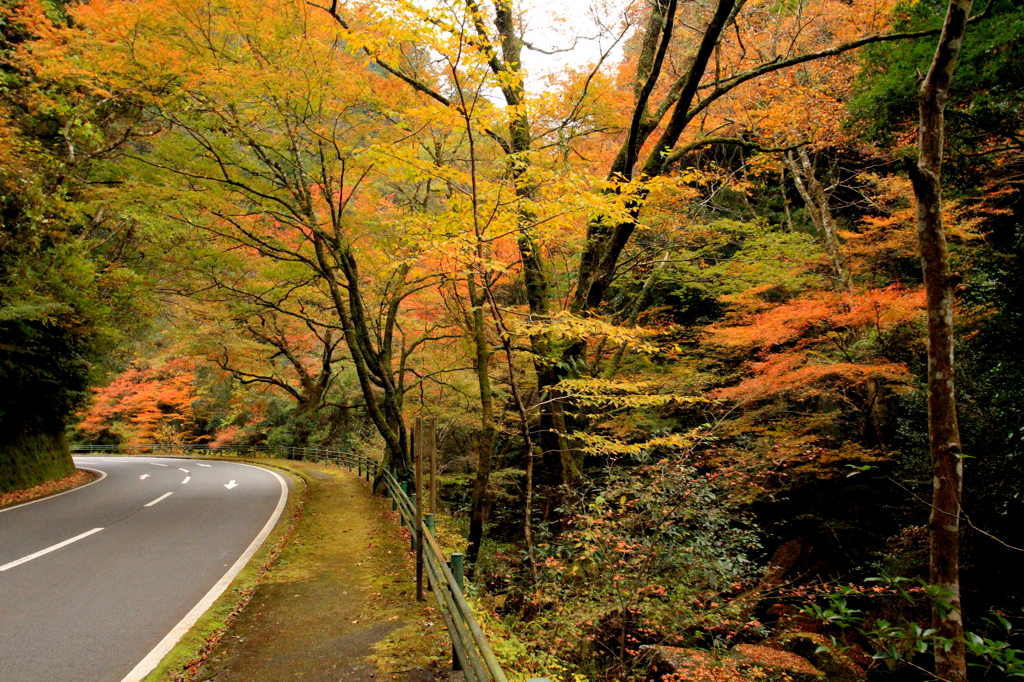 紅葉を撮りたくて