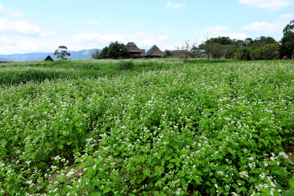 　南の村のソバの花