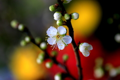 　白梅の花