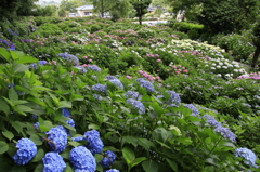 　あじさい寺