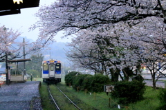  桜の駅　浦の崎