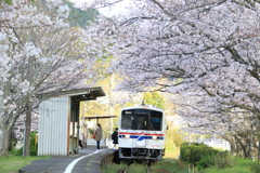 　桜の駅　２