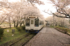  桜舞散る駅