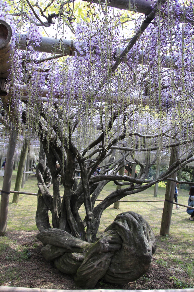 _MG_0983藤の大木