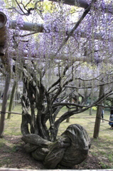 _MG_0983藤の大木
