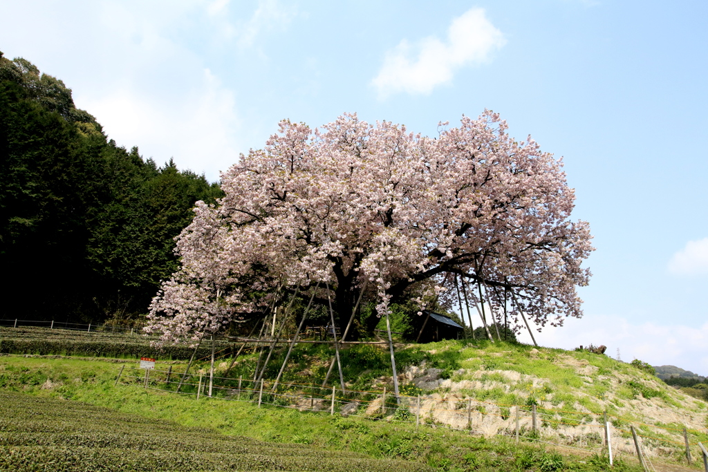 　納戸料の百年桜　２