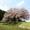 　納戸料の百年桜　２