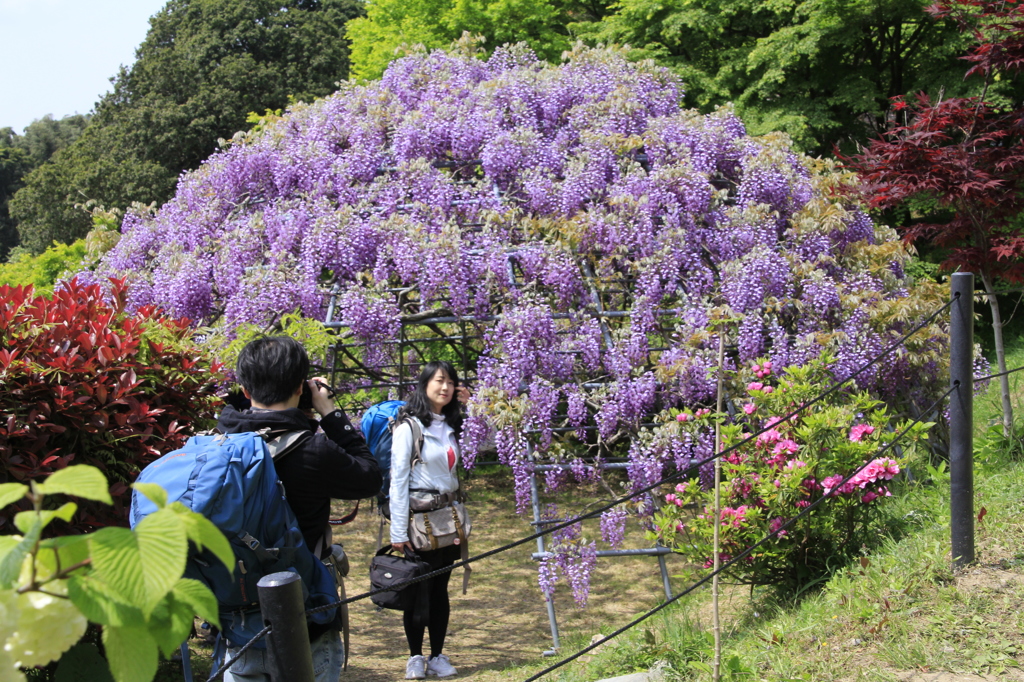 _MG_1084　外国のｶｯﾌﾟﾙ