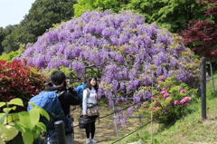 _MG_1084　外国のｶｯﾌﾟﾙ