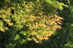 _MG_1469　逆光