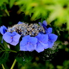 紫陽花