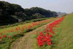 矢部川河川敷