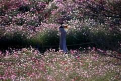 秋桜の人