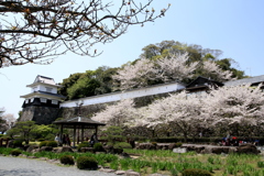 　大村公園桜祭り