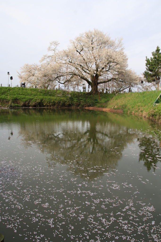 　浅井の一本桜　１