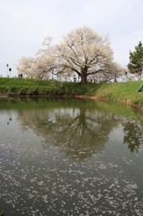 　浅井の一本桜　１