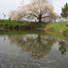 　浅井の一本桜　１
