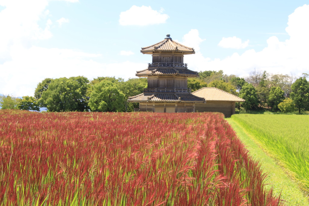  古代米、山米、鞠智城　Ⅱ