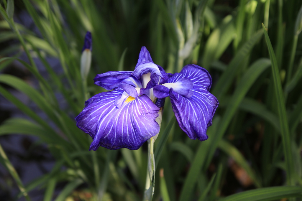 　花菖蒲　４　大村公園