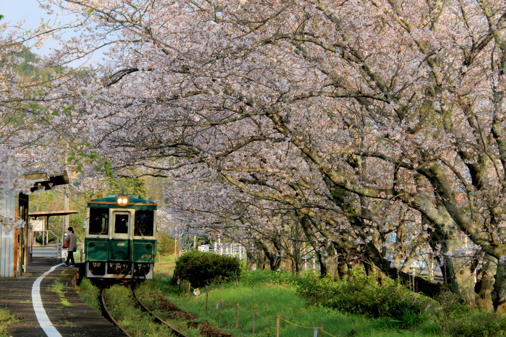  桜の駅　浦ノ崎　１