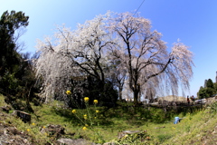  身延の枝垂れ桜