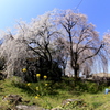  身延の枝垂れ桜